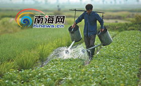 走近海口郊區菜農 夫妻用菜筐挑起一個家，新鮮水果零售
