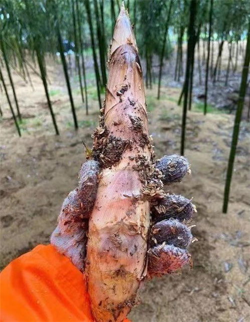 杭州臨安優質應急蔬菜包上線，零售平臺助力滯銷農產品與新鮮水果銷售