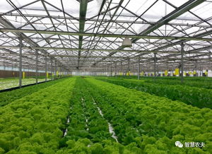 蔬菜無人種植工廠來了 從種植到采收全程自動化，農民會失業嗎？