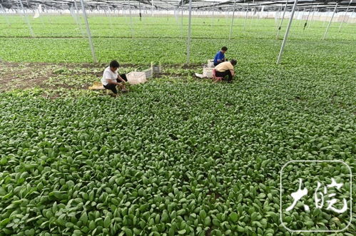 蒙城蔬菜新鮮直達 南京果籃更添綠意——探訪蒙城至南京農產品直供新通道